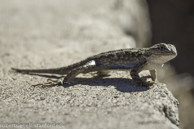 western fence lizard